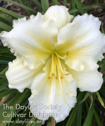 Daylily White Parasol